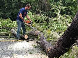 Best Tree Preservation Services  in Sparta, MI