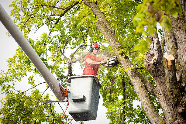 Why Choose Our Tree Removal Services in Sparta, MI?