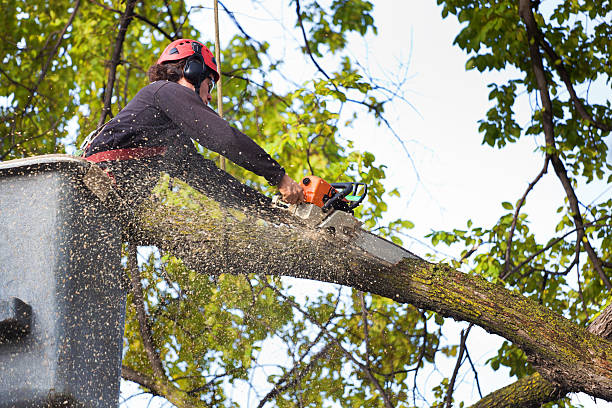 Best Lot and Land Clearing  in Sparta, MI