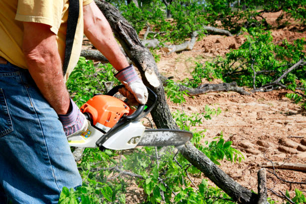 Best Palm Tree Trimming  in Sparta, MI